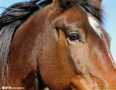 马约卡队员在比赛中大放异彩,展现出色实力 马约卡队员在比赛中大放异彩,展现出色实力